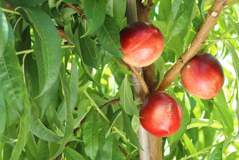 Nectarines Amarillos