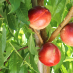 tunichefruits-nectarinesamarillos-1