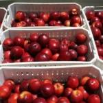 nectarines-de-exportacion