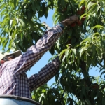 cosechando-fruta-1