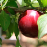 tunichefruits-ciruelas-7