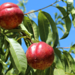 tunichefruits-nectarinesamarillos-2