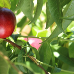 tunichefruits-nectarinesblancos-4