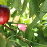 tunichefruits-nectarinesblancos-4