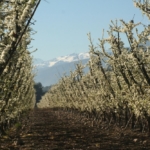 campo-chileno